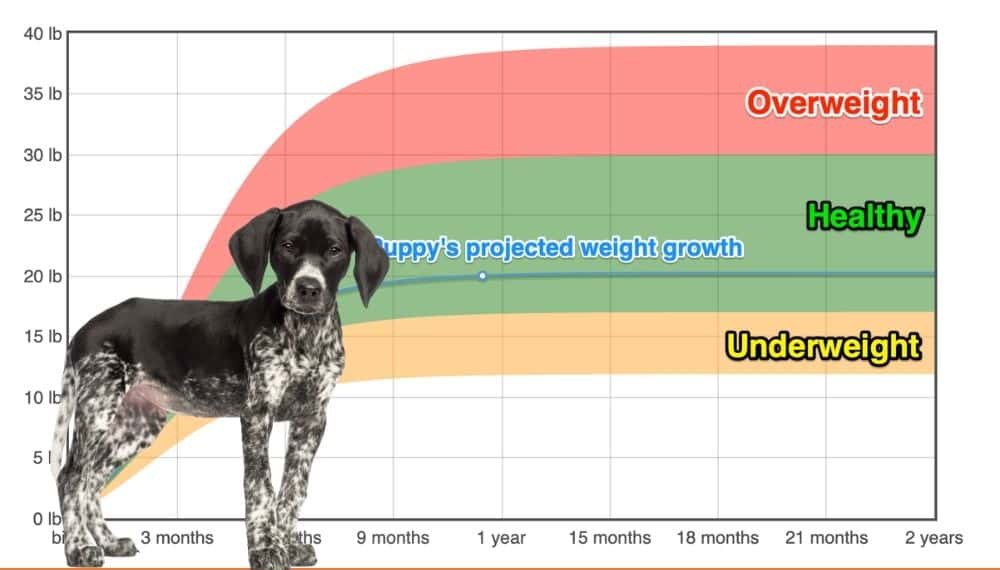 German sales shorthair weight